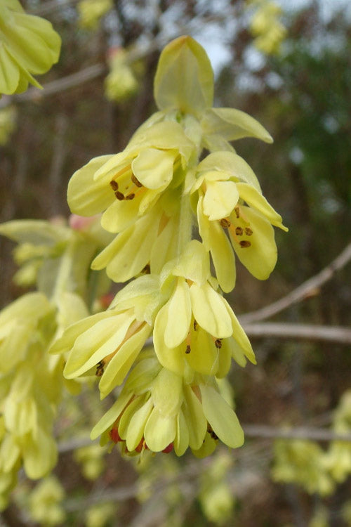  Golden Spring Winter Hazel (Single Trunk Tree Form) - 7 Gallon Pot