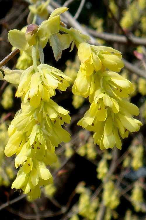  Golden Spring Winter Hazel (Single Trunk Tree Form) - 7 Gallon Pot