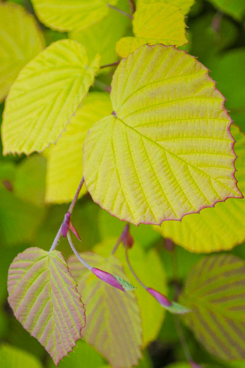  Golden Spring Winter Hazel (Single Trunk Tree Form) - 7 Gallon Pot