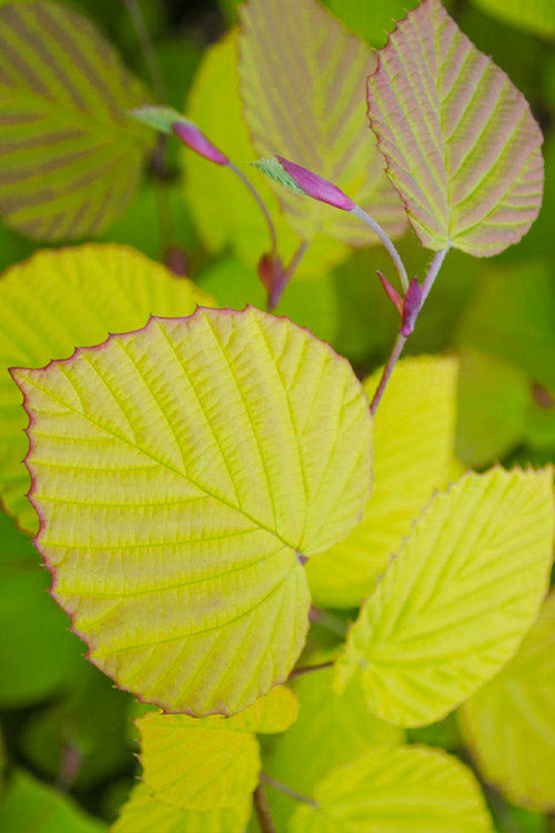  Golden Spring Winter Hazel (Single Trunk Tree Form) - 7 Gallon Pot