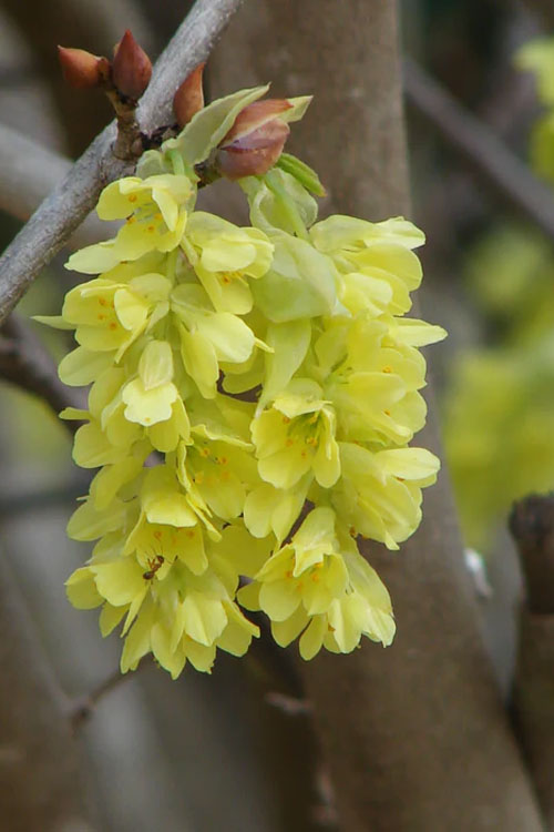  Golden Spring Winter Hazel (Single Trunk Tree Form) - 7 Gallon Pot