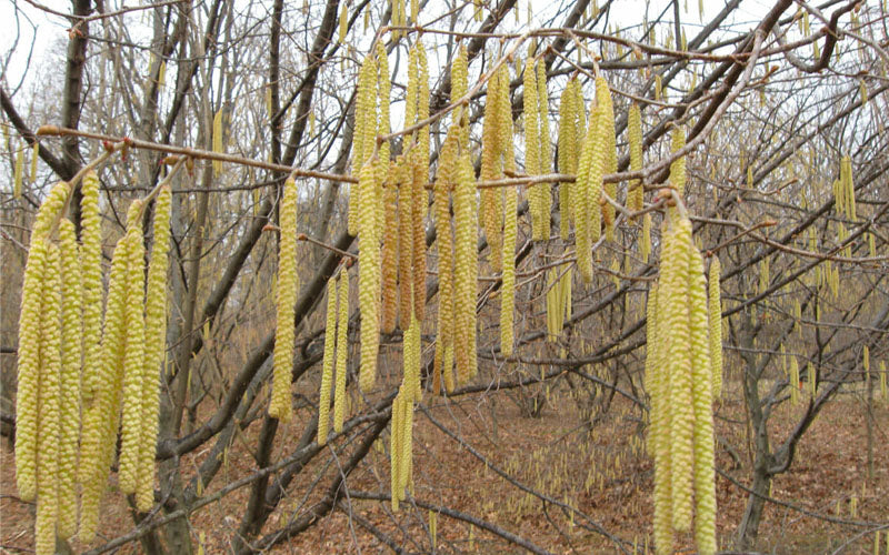  American Hazelnut (Filbert)- 1 Gallon Pot