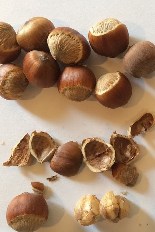  American Hazelnut (Filbert)- 1 Gallon Pot