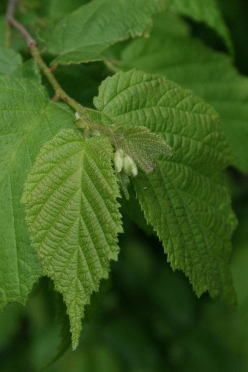  American Hazelnut Filbert (Corylus Americana)- 3 Pack Of 1.5 Quart Pots