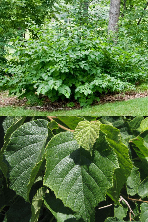  American Hazelnut (Filbert)- 1 Gallon Pot