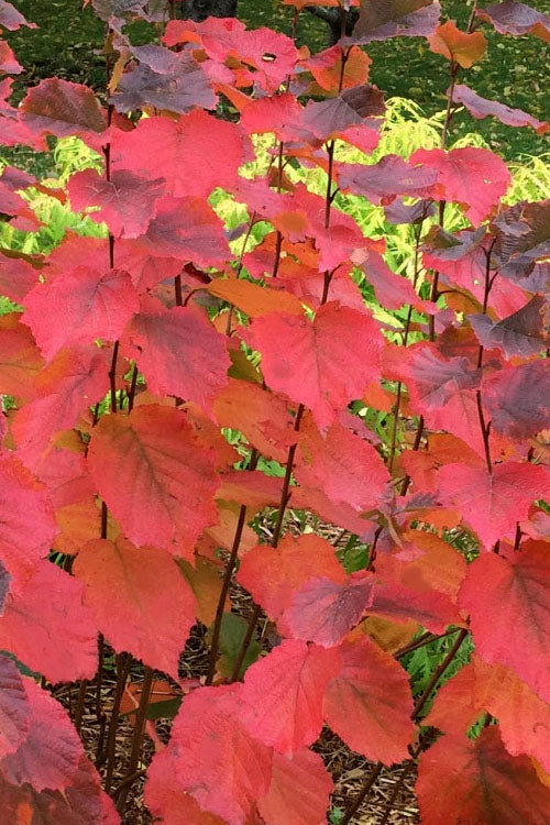  American Hazelnut (Filbert)- 1 Gallon Pot