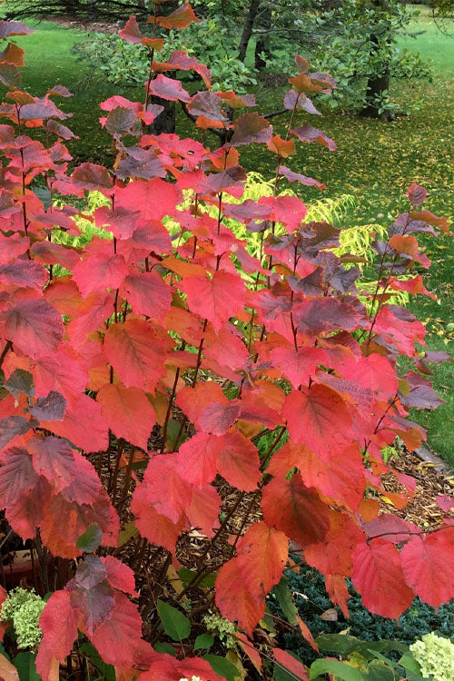  American Hazelnut Filbert (Corylus Americana)- 3 Pack Of 1.5 Quart Pots