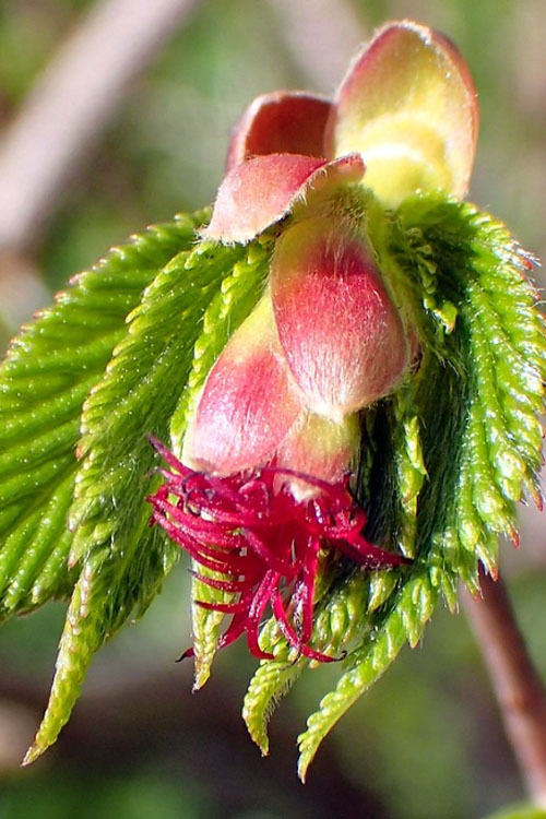  American Hazelnut Filbert (Corylus Americana)- 3 Pack Of 1.5 Quart Pots