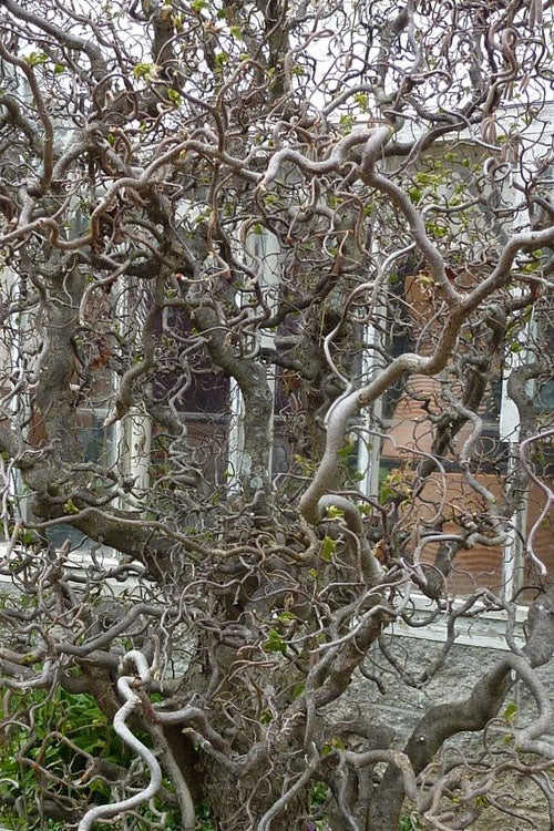  Harry Lauder's Walking Stick - Single Trunk (Corylus Avellana 'Contorta') - 5 Gallon Pot