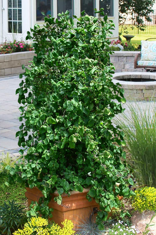  Harry Lauder's Walking Stick - Single Trunk (Corylus Avellana 'Contorta') - 5 Gallon Pot