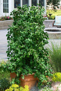  Harry Lauder's Walking Stick - Single Trunk (Corylus Avellana 'Contorta') - 5 Gallon Pot