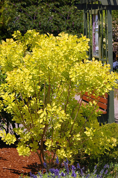  Golden Spirit Smokebush (Smoke Tree) - 1 Gallon Pot