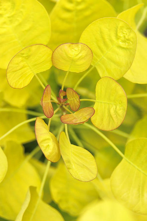  Golden Spirit Smokebush (Smoke Tree) - 2 Gallon Pot