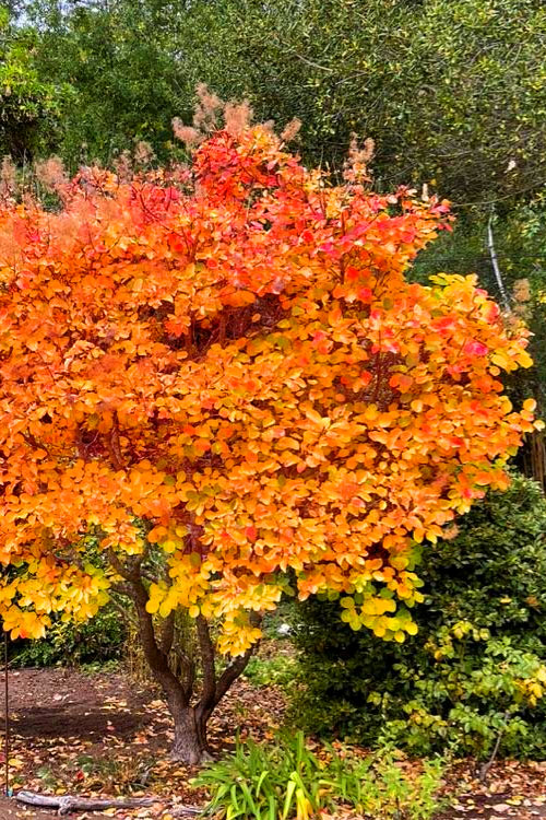  Golden Spirit Smokebush (Smoke Tree) - 2 Gallon Pot