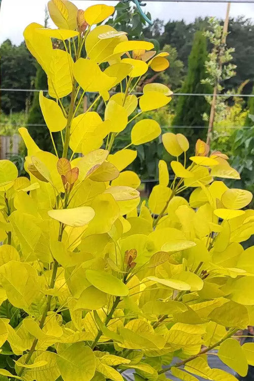  Golden Spirit Smokebush (Smoke Tree) - 2 Gallon Pot