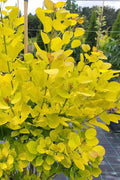  Golden Spirit Smokebush (Smoke Tree) - 1 Gallon Pot