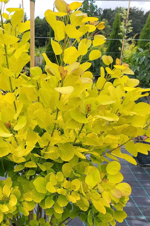  Golden Spirit Smokebush (Smoke Tree) - 1 Gallon Pot