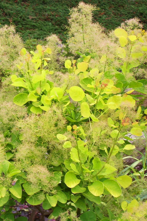  Golden Spirit Smokebush (Smoke Tree) - 1 Gallon Pot