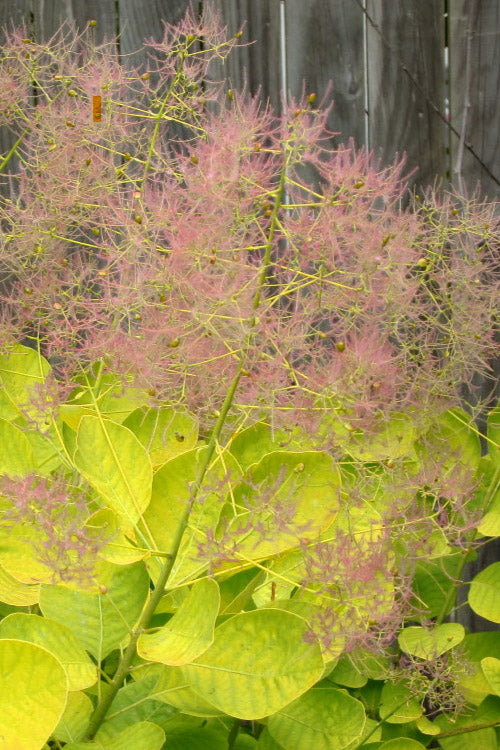  Golden Spirit Smokebush (Smoke Tree) - 2 Gallon Pot