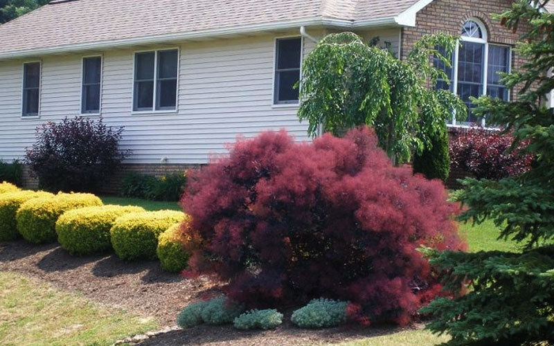 Velveteeny Purple Smoke Bush (Cotinus Coggygria) - 1 Gallon Pot