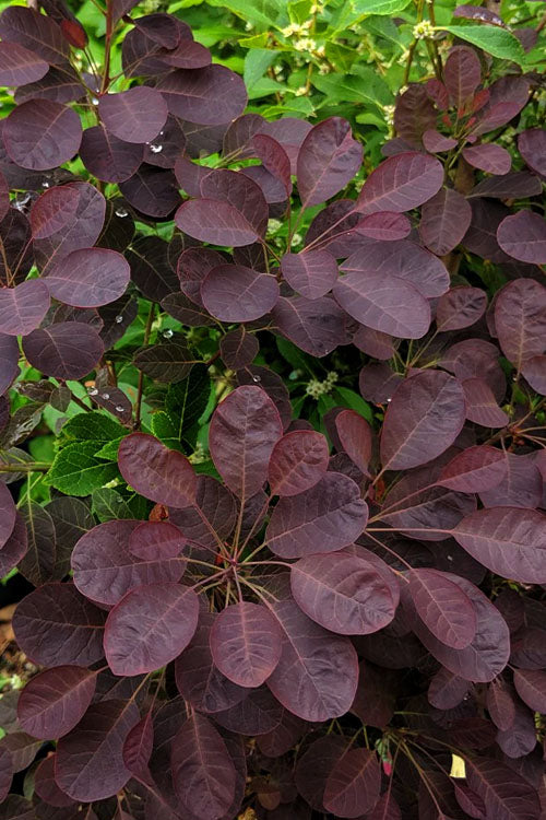  Velveteeny Purple Smoke Bush (Cotinus Coggygria) - 1 Gallon Pot