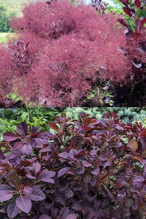  Velveteeny Purple Smoke Bush (Cotinus Coggygria) - 1 Gallon Pot