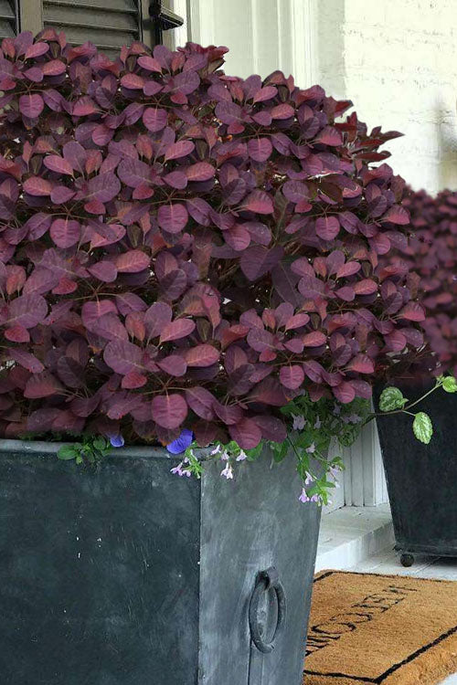  Velveteeny Purple Smoke Bush (Cotinus Coggygria) - 1 Gallon Pot