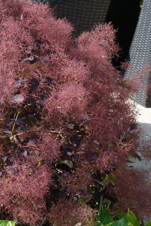  Dusky Maiden Smoke Bush (Smoke Tree)- 3 Gallon Pot