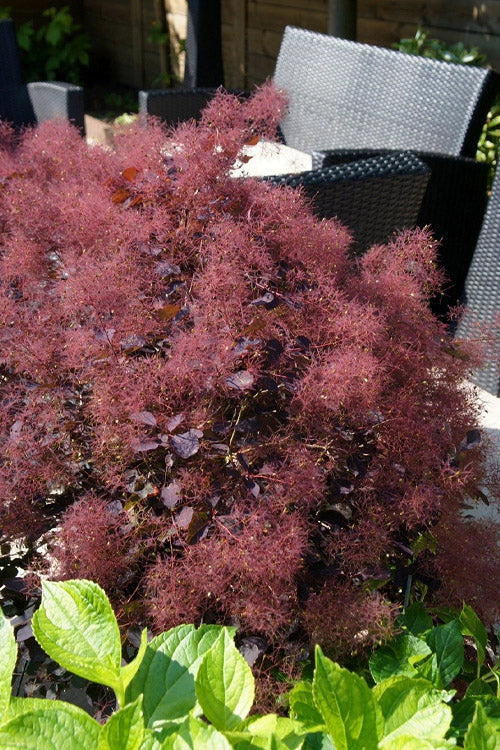  Dusky Maiden Smoke Bush (Smoke Tree)- 3 Gallon Pot
