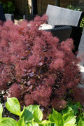  Dusky Maiden Smoke Bush (Smoke Tree)- 3 Gallon Pot