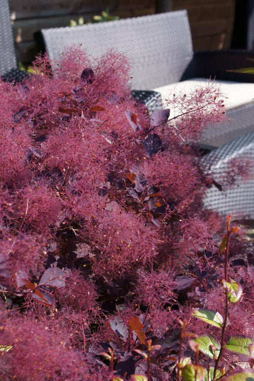  Dusky Maiden Smoke Tree (Single Trunk Topiary)- 7 Gallon Pot (4-5')