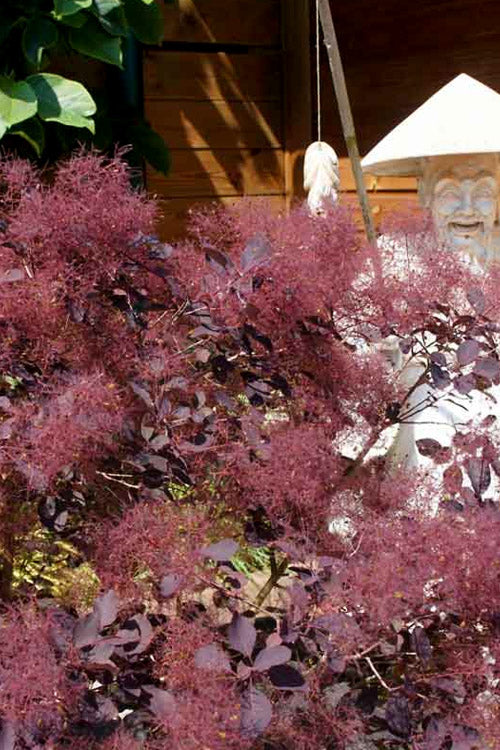  Dusky Maiden Smoke Bush (Smoke Tree)- 3 Gallon Pot