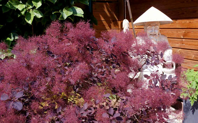  Dusky Maiden Smoke Bush (Smoke Tree)- 3 Gallon Pot