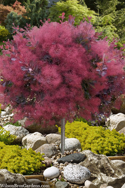  Dusky Maiden Smoke Tree (Single Trunk Topiary)- 7 Gallon Pot (4-5')