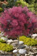  Dusky Maiden Smoke Tree (Single Trunk Topiary)- 7 Gallon Pot (4-5')