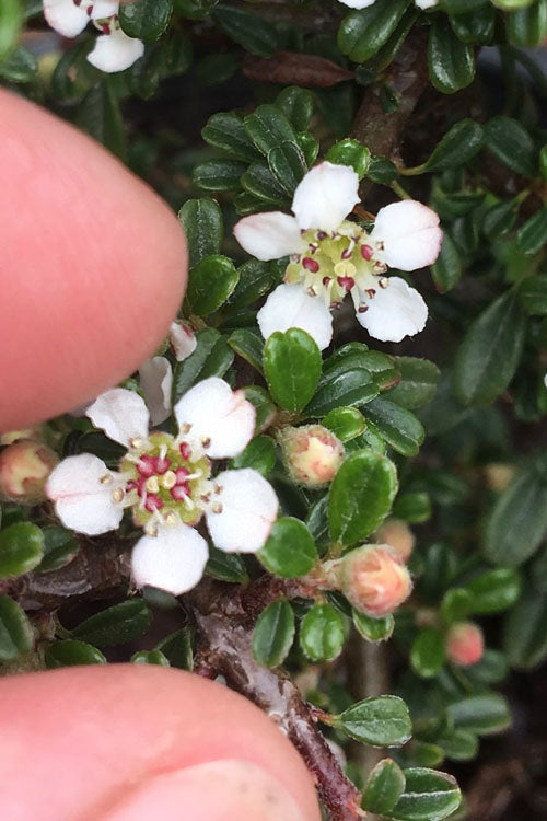  Streib's Findling Cotoneaster - 1 Gallon Pot