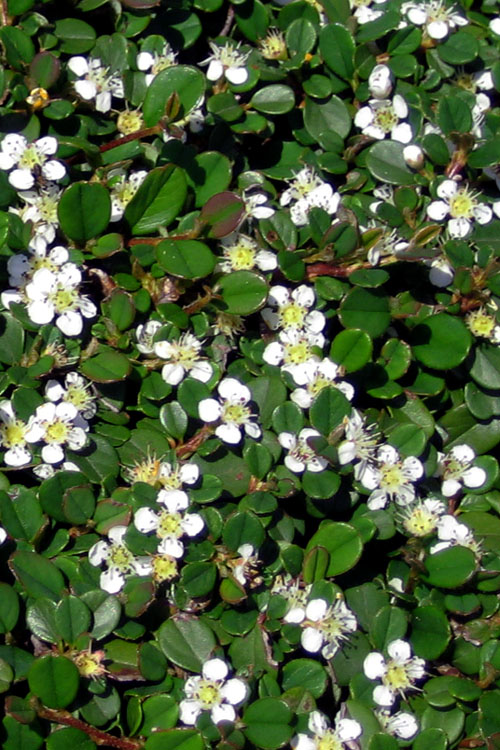  Streib's Findling Cotoneaster - 1 Gallon Pot