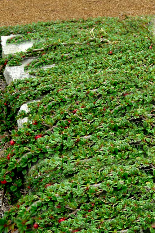  Streib's Findling Cotoneaster - 1 Gallon Pot