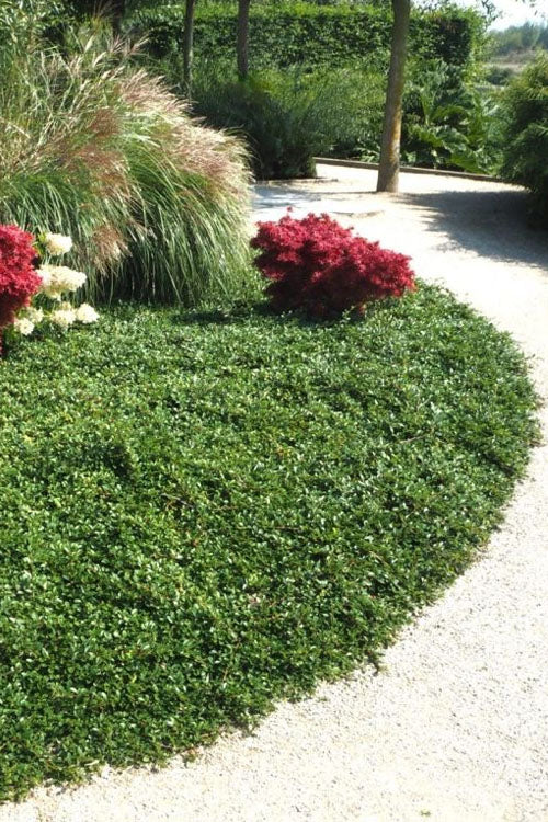  Streib's Findling Cotoneaster - 1 Gallon Pot