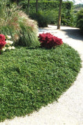  Streib's Findling Cotoneaster - 1 Gallon Pot