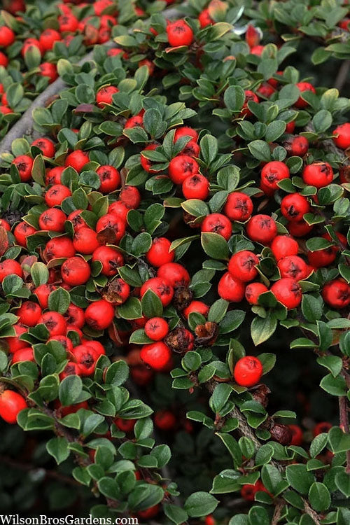  Streib's Findling Cotoneaster - 1 Gallon Pot