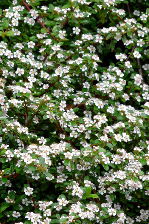  Streib's Findling Cotoneaster - 1 Gallon Pot