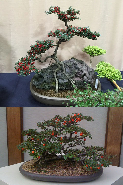  Streib's Findling Cotoneaster - 1 Gallon Pot