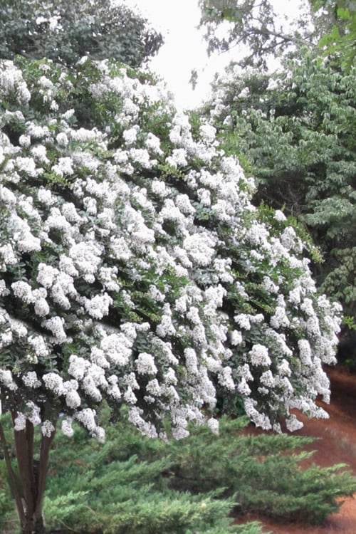  Acoma Weeping White Crape Myrtle - 3 Gallon Pot