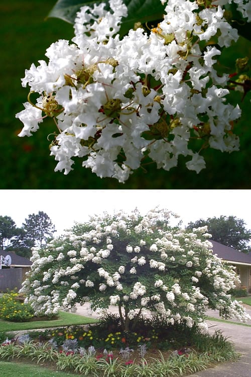  Acoma Weeping White Crape Myrtle - 7 Gallon Pot (4-5')