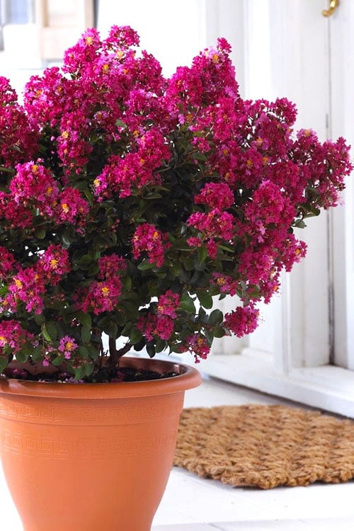  Berry Dazzle Dwarf Crape Myrtle - 1 Gallon Pot