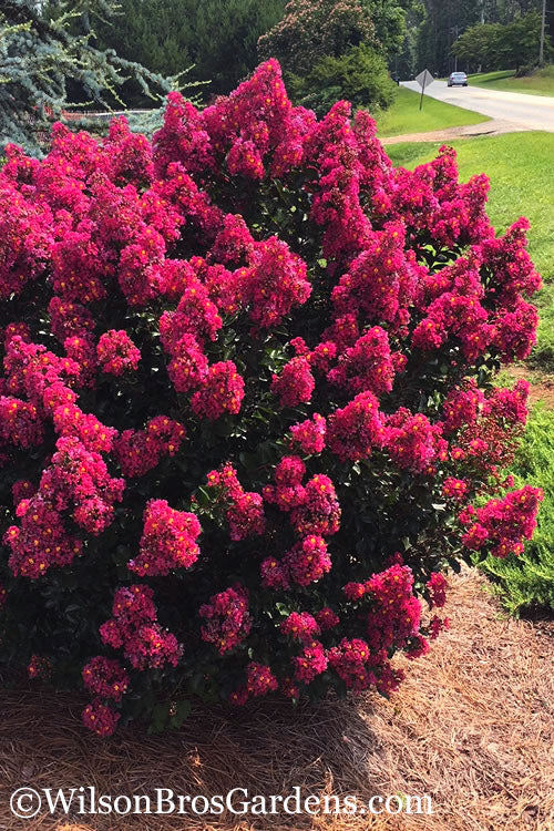 Berry Dazzle Dwarf Crape Myrtle - 3 Gallon Pot
