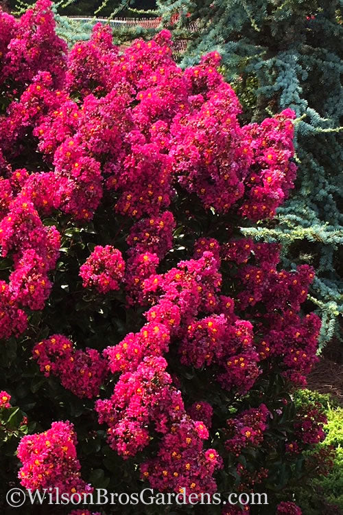  Berry Dazzle Dwarf Crape Myrtle - 3 Gallon Pot