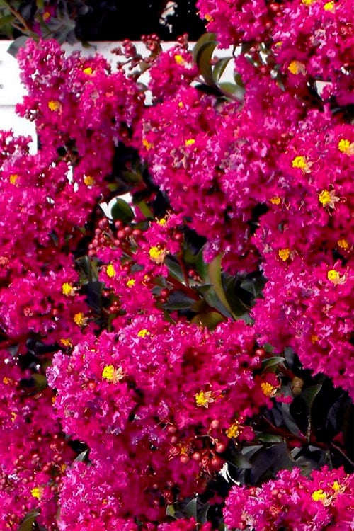  Berry Dazzle Dwarf Crape Myrtle (Single-Trunk Topiary) - 7 Gallon Pot 