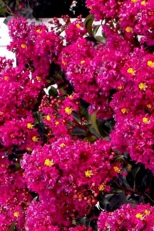  Berry Dazzle Dwarf Crape Myrtle - 3 Gallon Pot